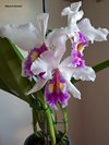C.warscewiczii SA 'Bedford'.